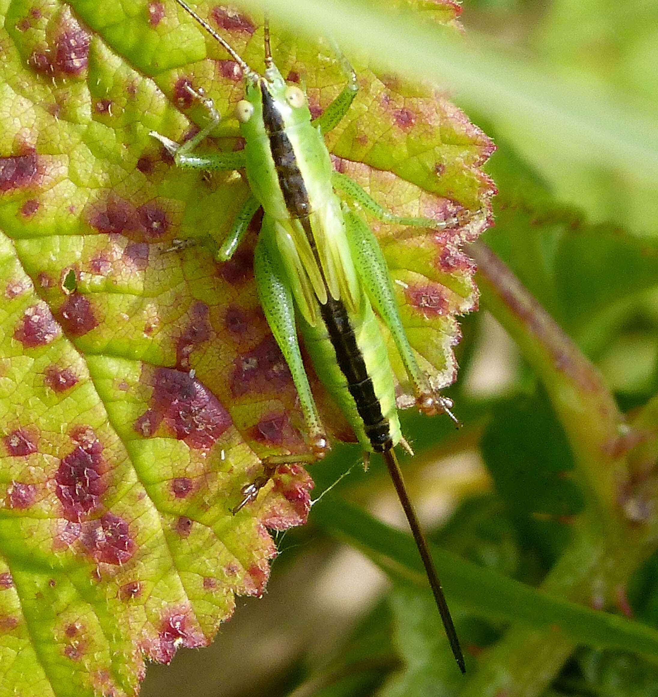 Image of Long-winged conehead