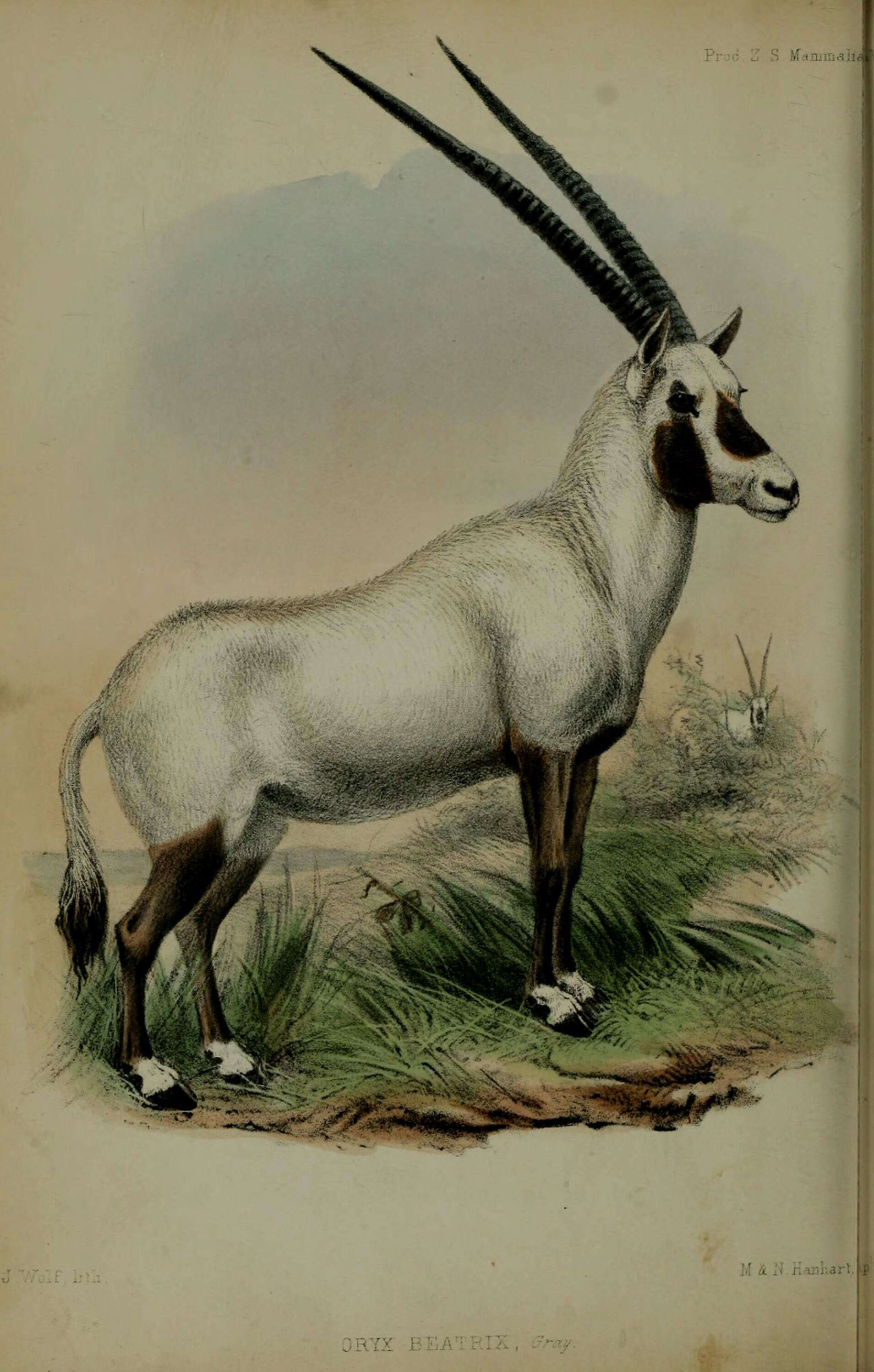 Image de Oryx Blainville 1816