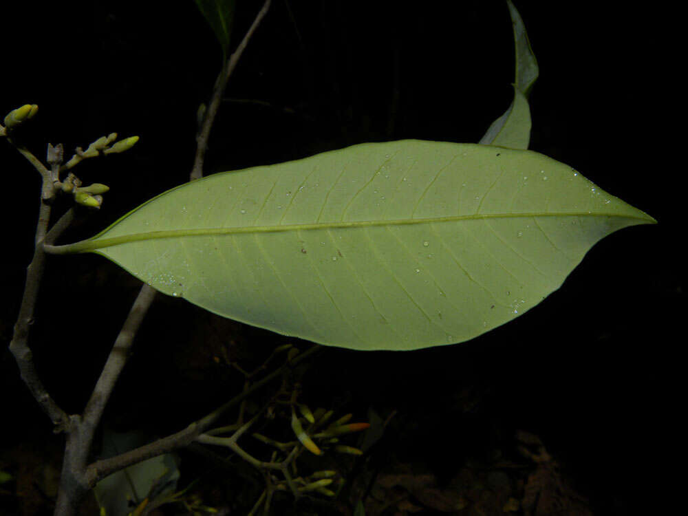 Image of Aspidosperma megalocarpon Müll. Arg.