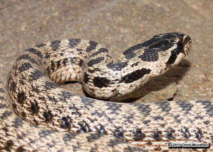 Image of East-Four-lined Ratsnake