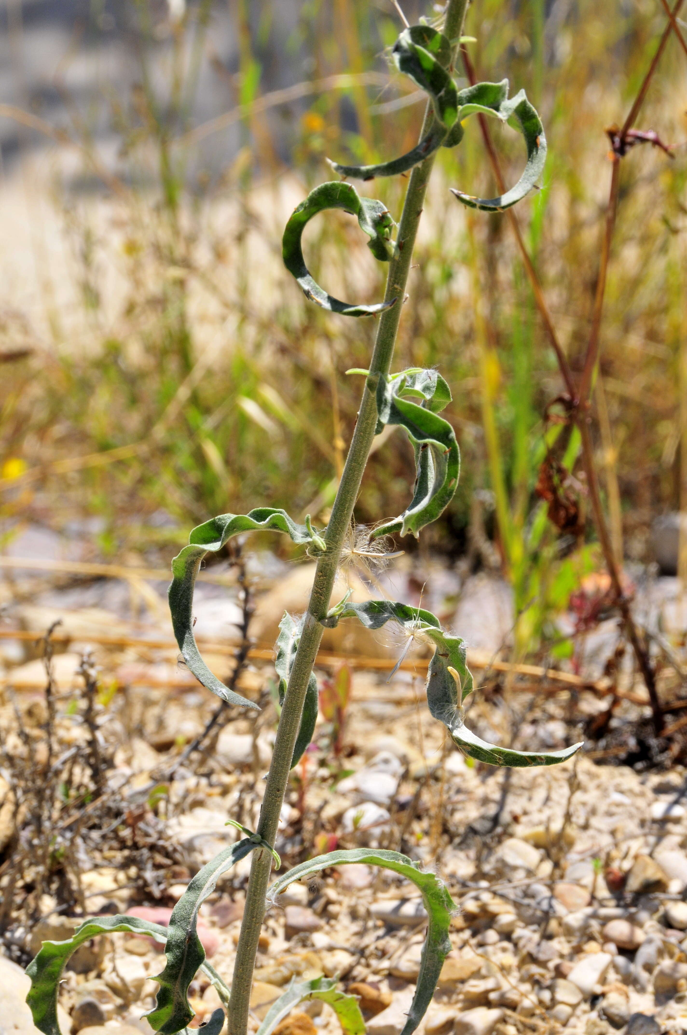 Image of Andryala integrifolia L.