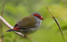 Image of Red-browed Finch