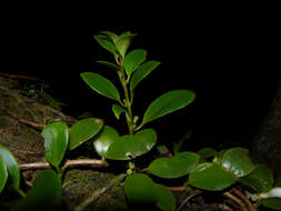 Image of Codonanthe macradenia Donn. Sm.