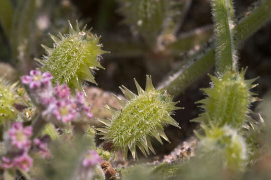 Image of Daucus pumilus (L.) Hoffm. & Link