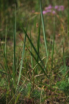 Imagem de Calamagrostis epigejos (L.) Roth