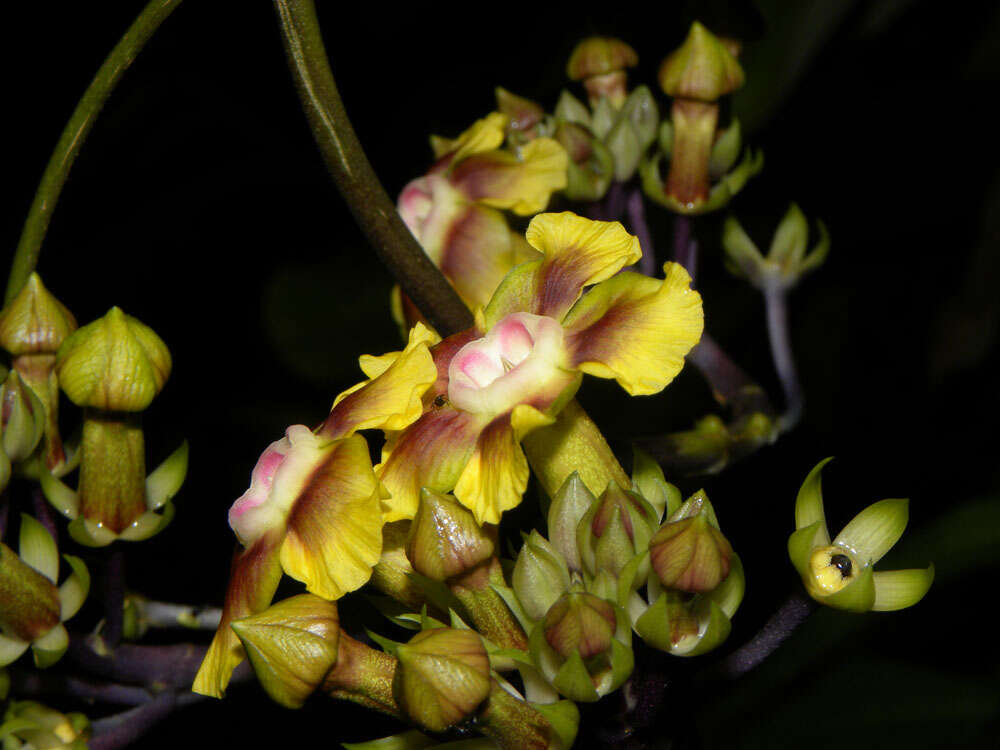 Image de Prestonia longifolia (Sessé & Moç.) J. F. Morales