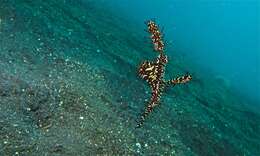 Image of ghost pipefishes