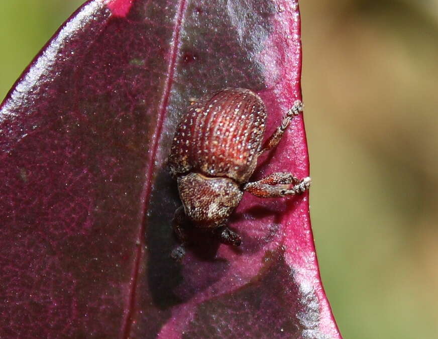 Plancia ëd Haplonyx