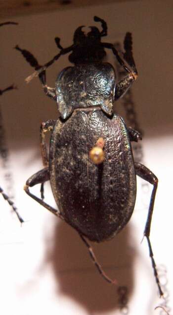 Carabus (Oreocarabus) guadarramus La Ferté-Sénectère 1847 resmi