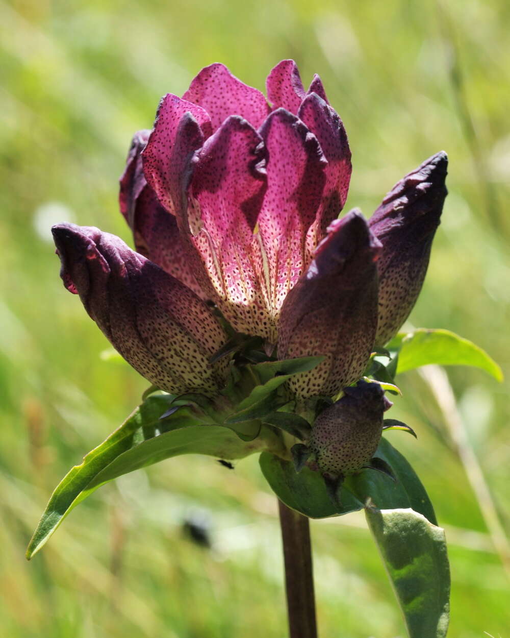 Image de Gentiana pannonica Scop.