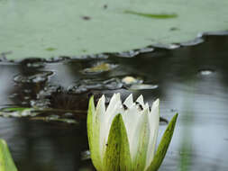 Image of waterlily