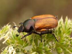 Image of Anisoplia baetica Erichson 1848