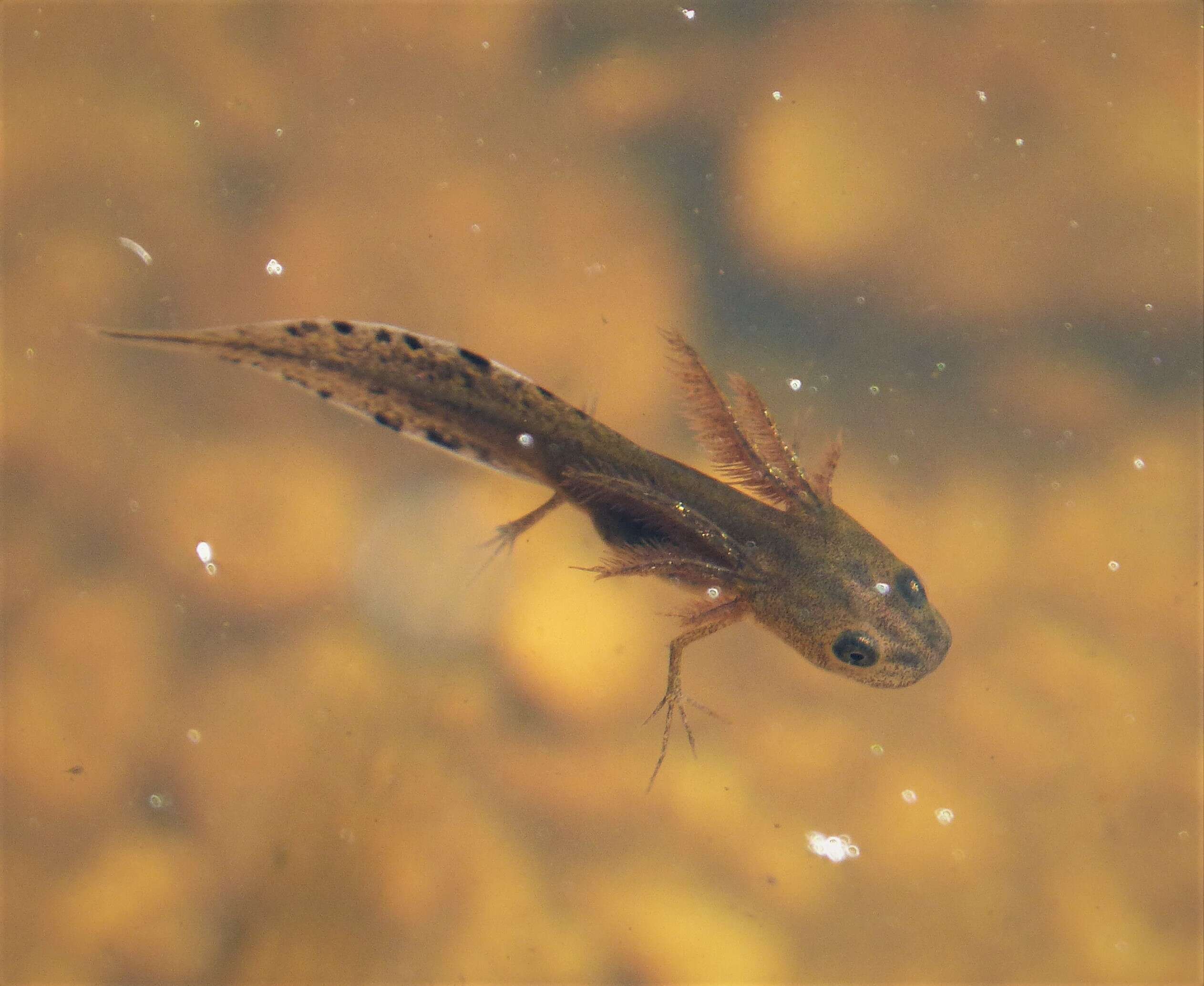 Image of Smooth Newt