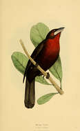 صورة Ramphocelus carbo (Pallas 1764)