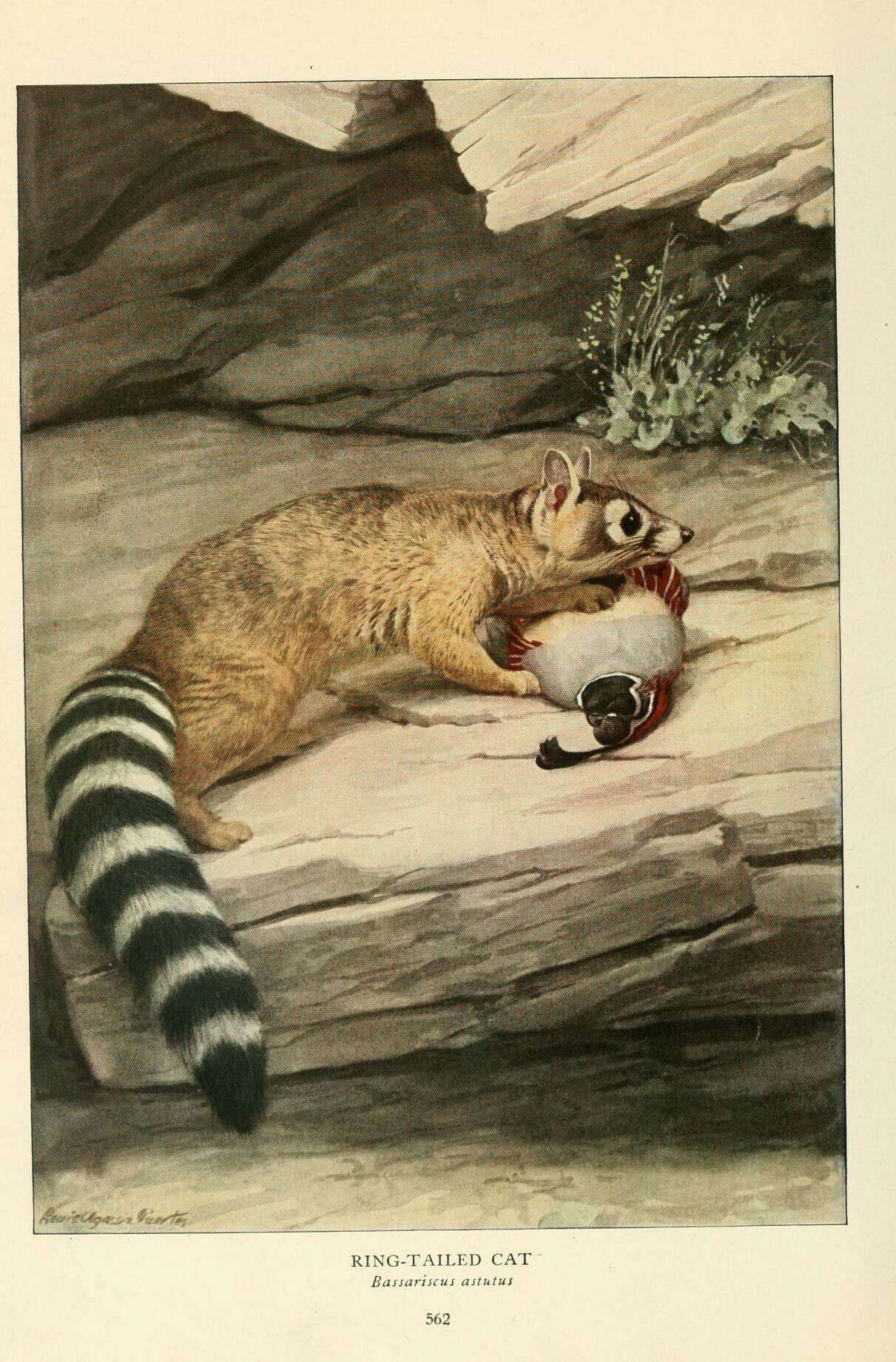 Image of Bassariscus Coues 1887