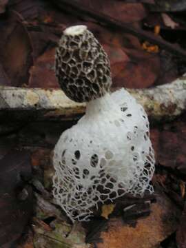 Image of Bridal veil stinkhorn