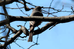 Image of Rufous Whistler