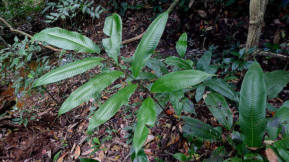 Image of Meniscium macrophyllum Kunze