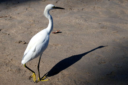 Image of Snowy Egret