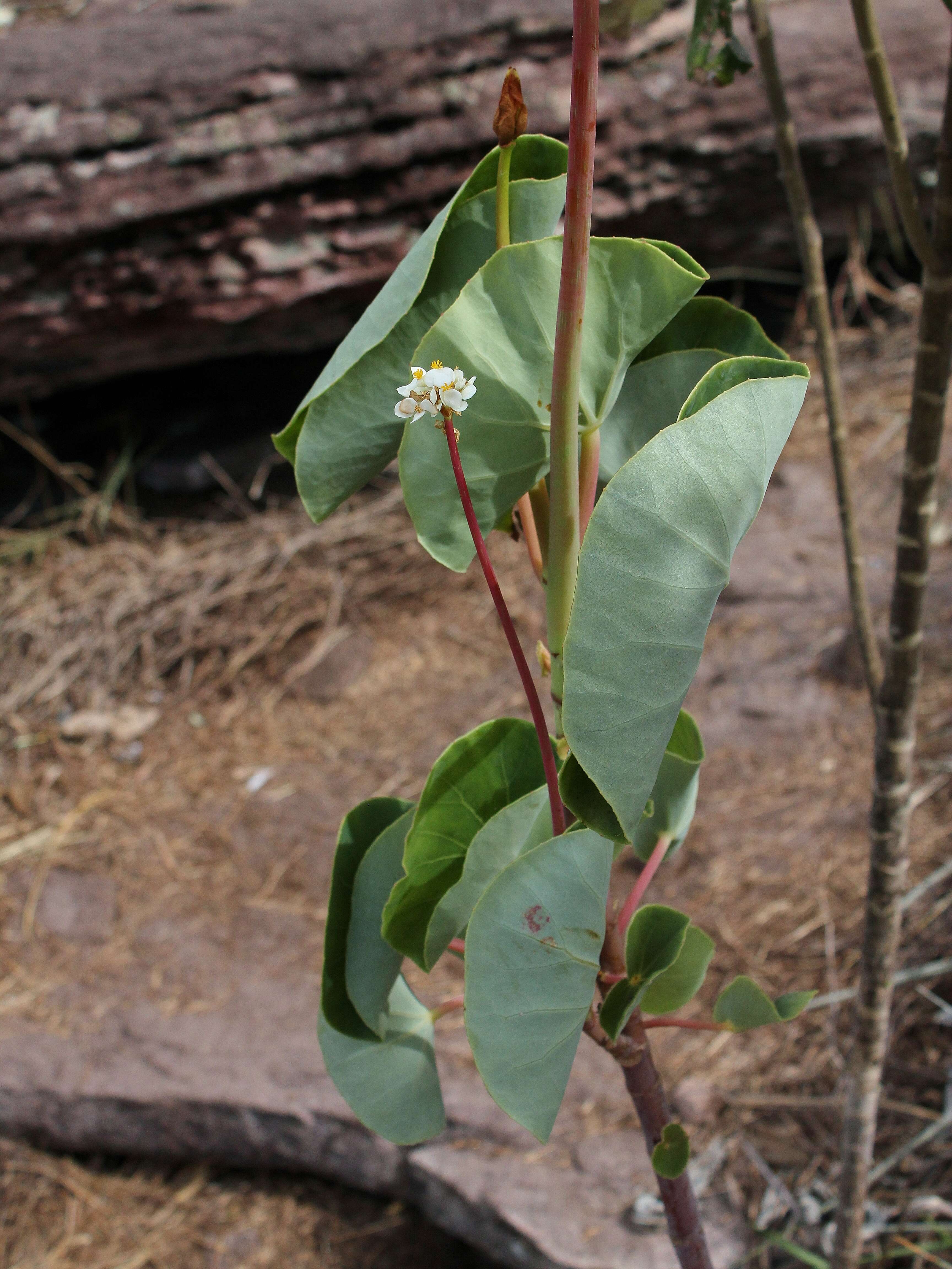 Image of Begonia petasitifolia Brade