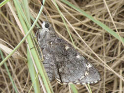 Image of Arizona Giant Skipper