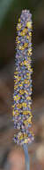 Image of Lomandra purpurea (Endl.) Ewart