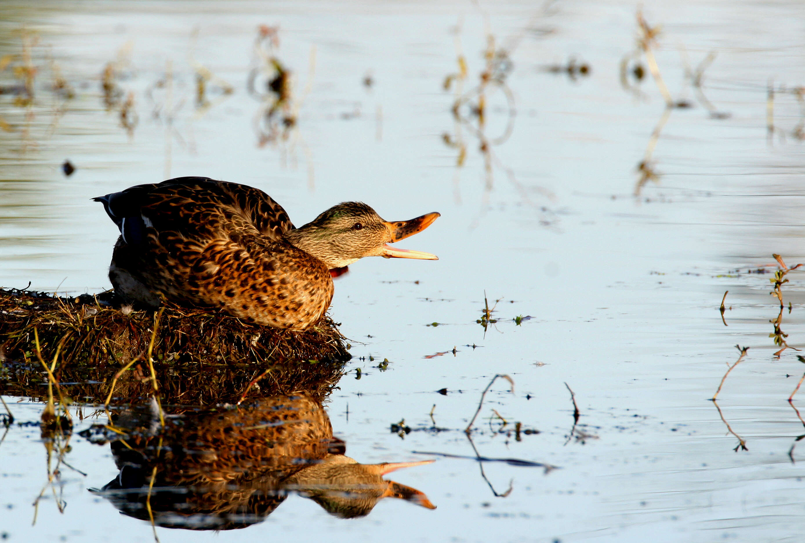 Image of Common Mallard