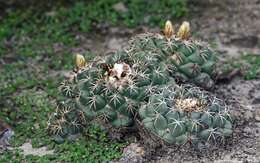 Image of Coryphantha elephantidens (Lem.) Lem.