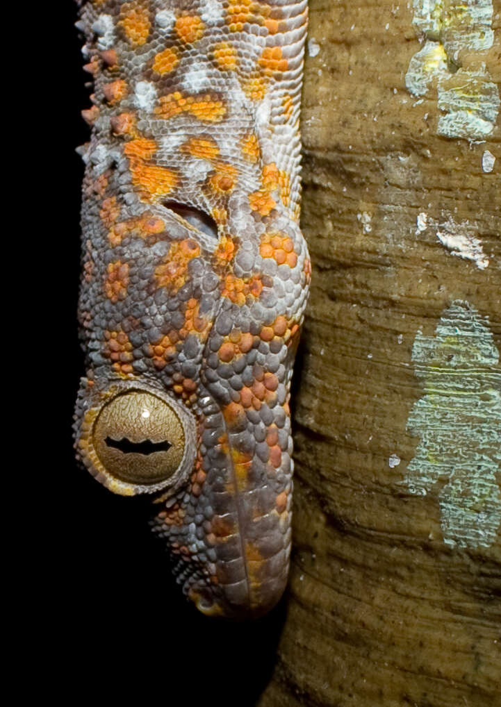 Sivun Gekko gecko (Linnaeus 1758) kuva