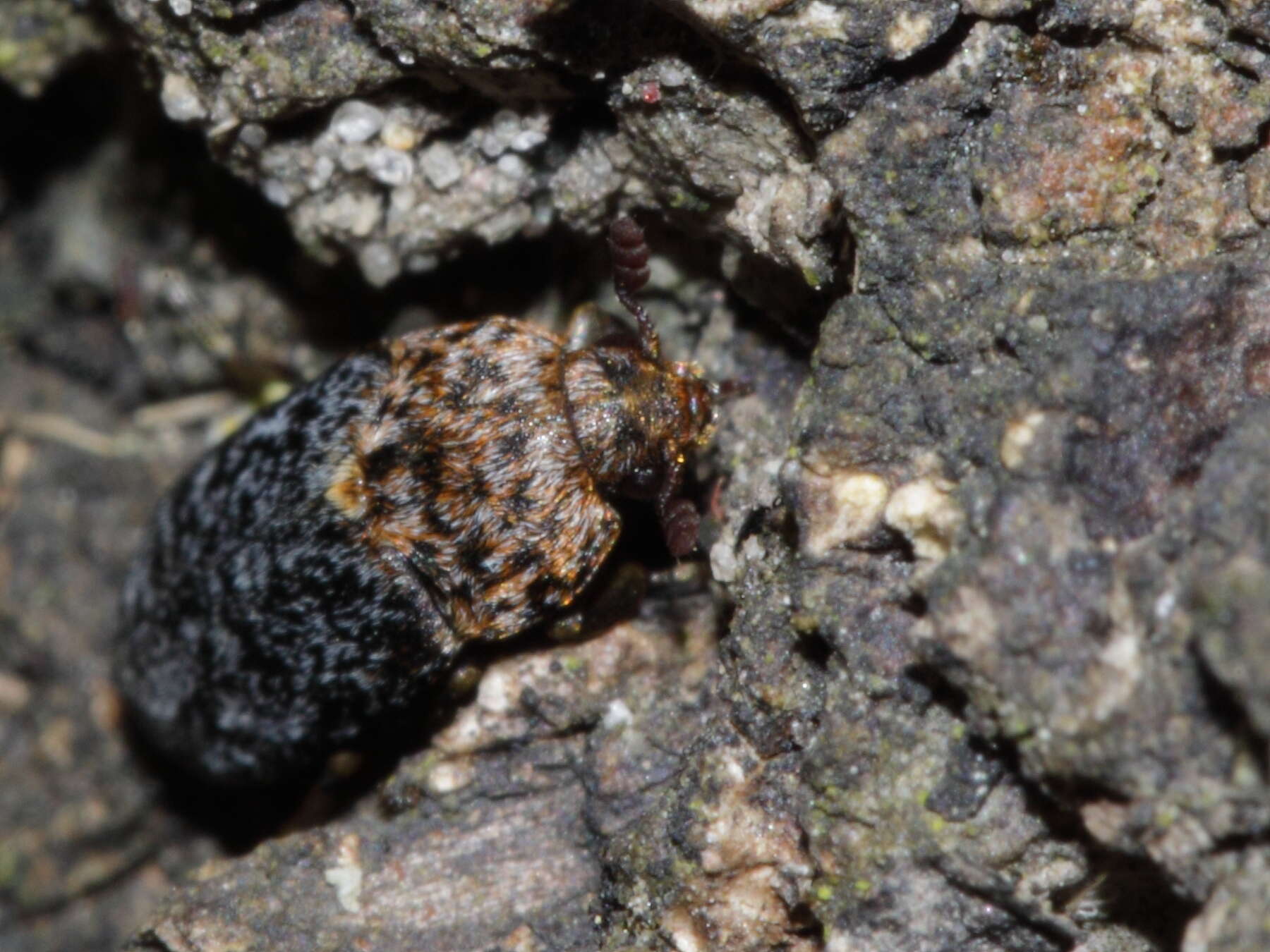 Image of larder beetle