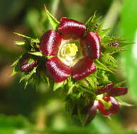 Image of Red physic nut