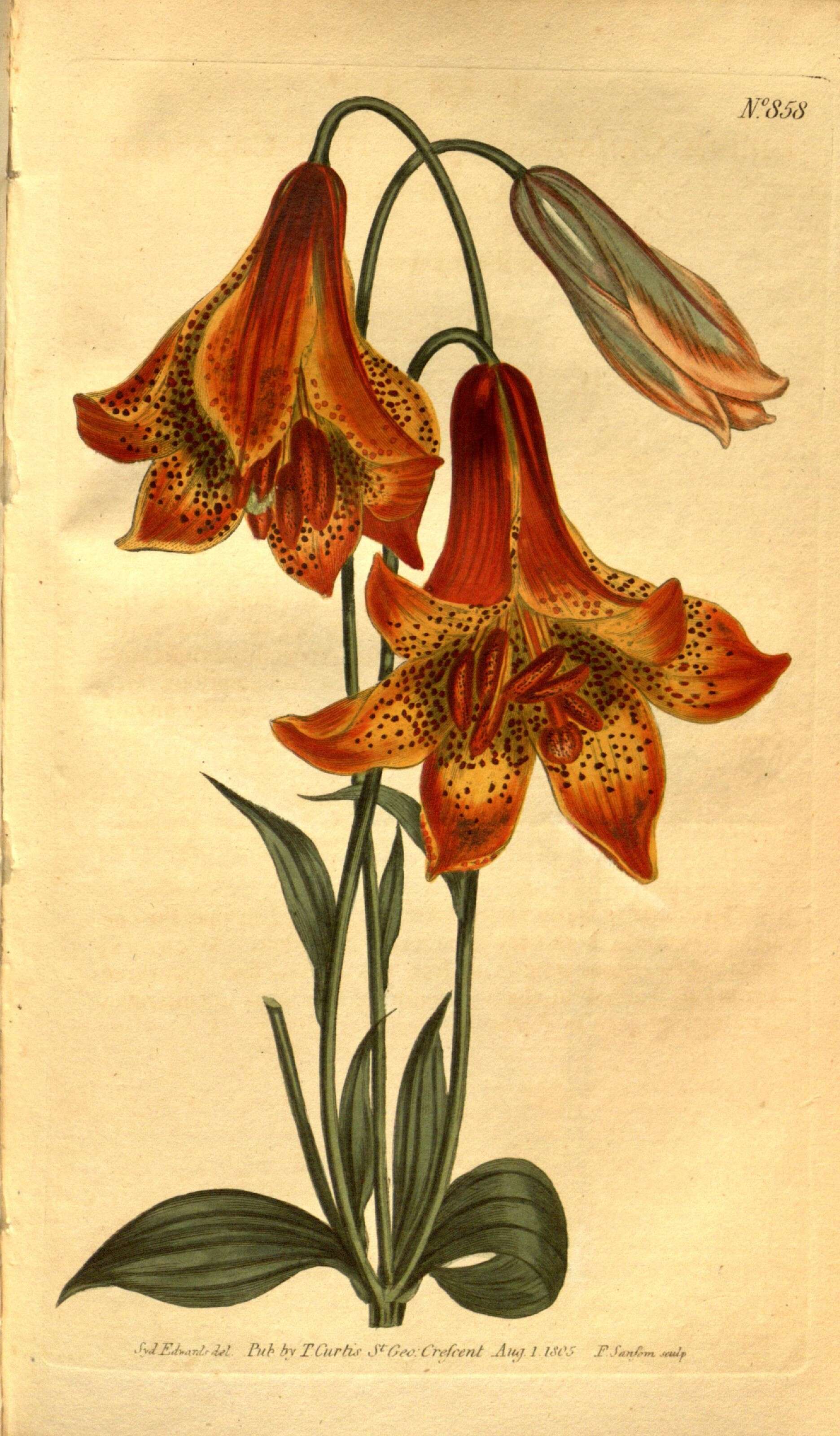 Lilium canadense L. resmi