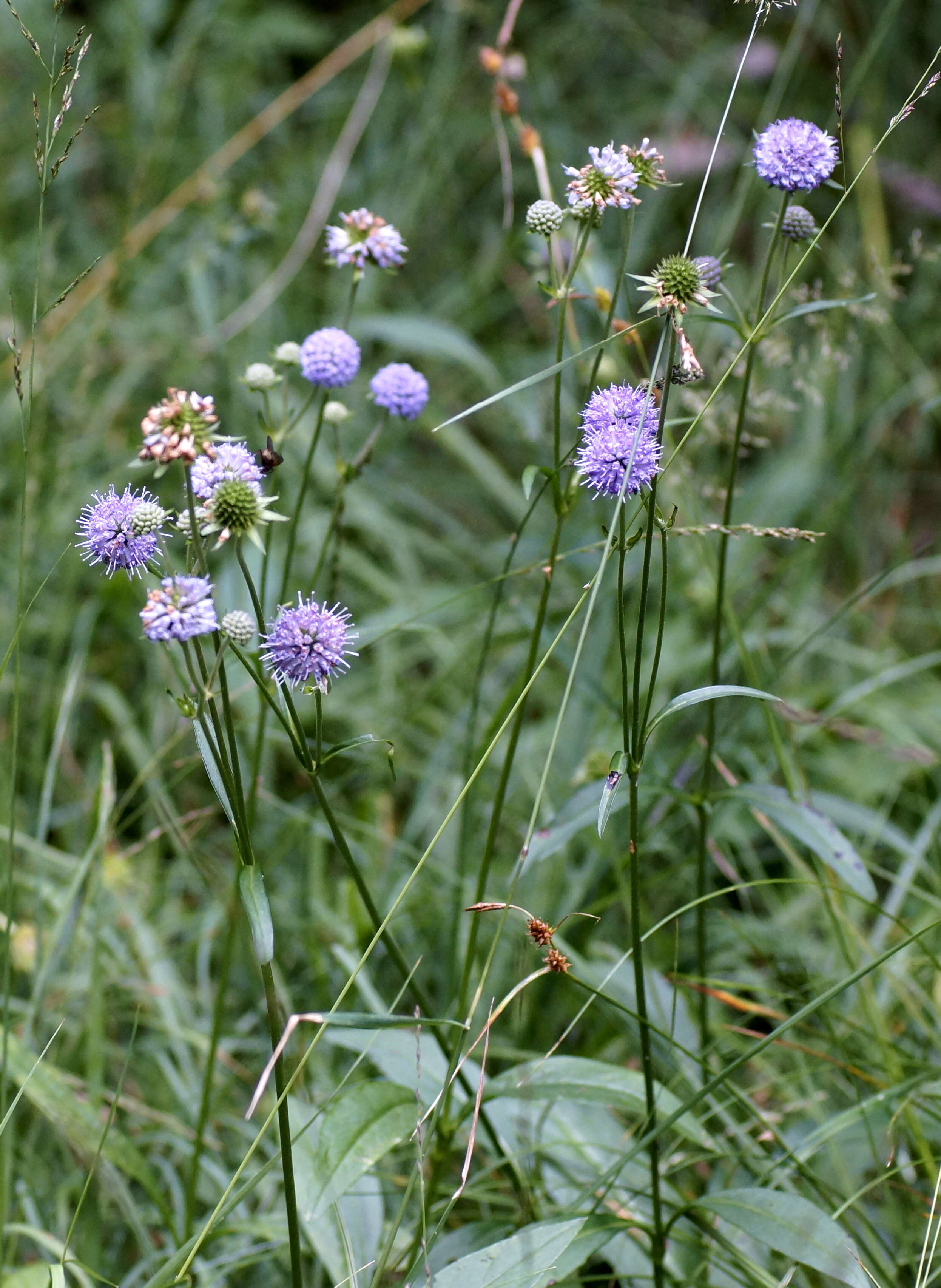 Image of Devil’s Bit Scabious