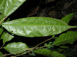 Image of Sorocea