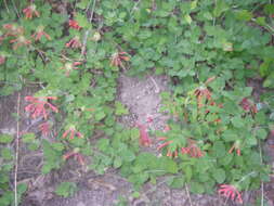 Image of Arizona honeysuckle