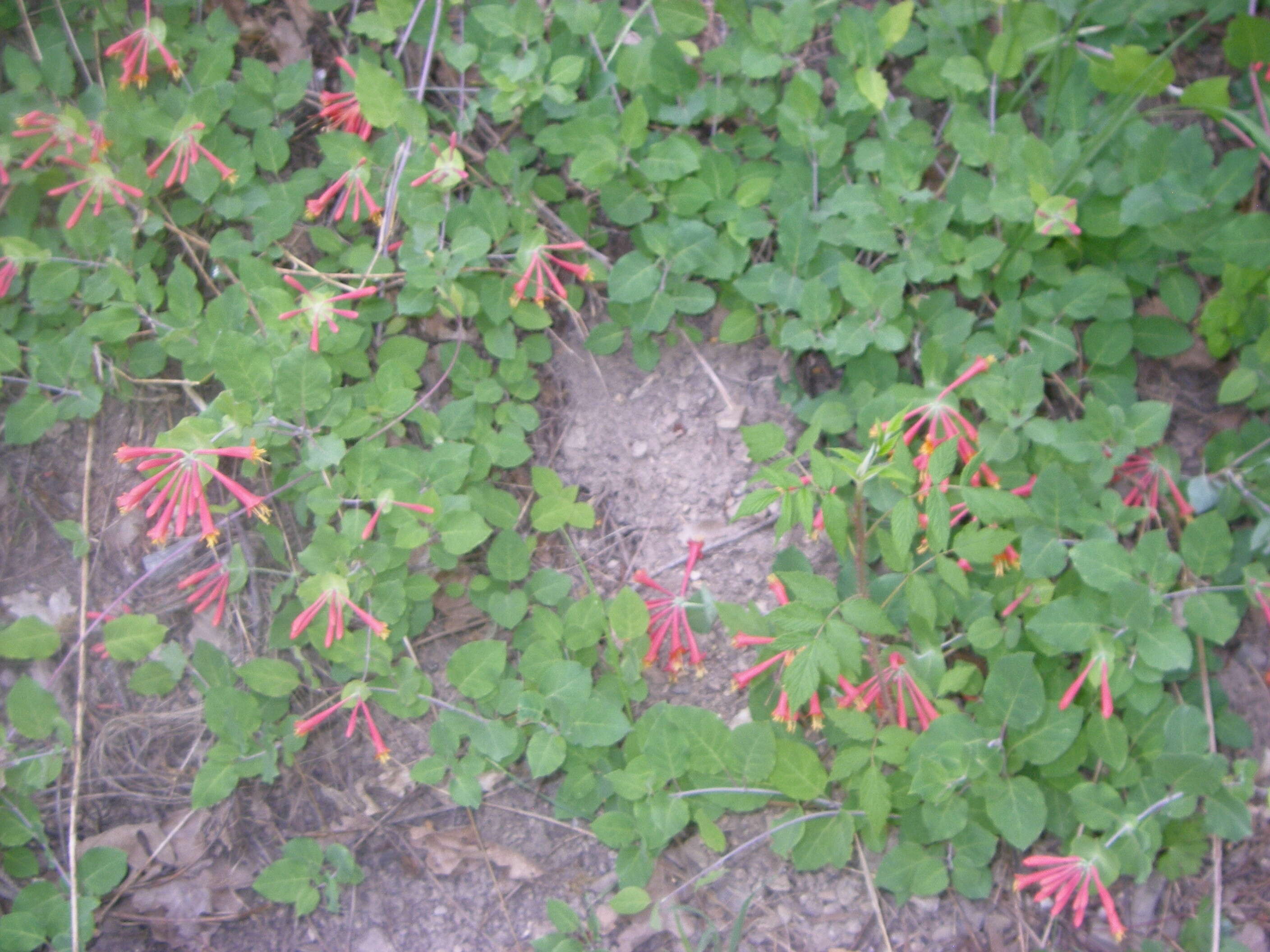 Image of Arizona honeysuckle