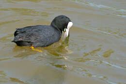 Image of Common Coot