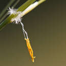 Image of Stipa dasyvaginata Martinovský