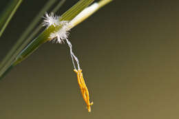 Imagem de Stipa dasyvaginata Martinovský