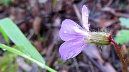 Image of geranium