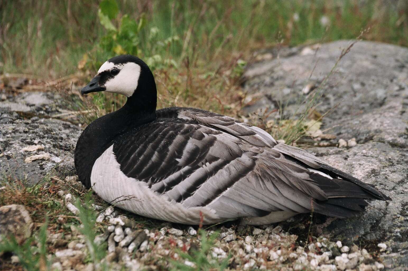 Image of Hawaiian goose