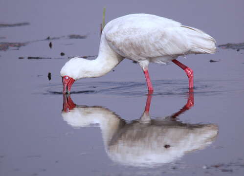 Image of Platalea Linnaeus 1758