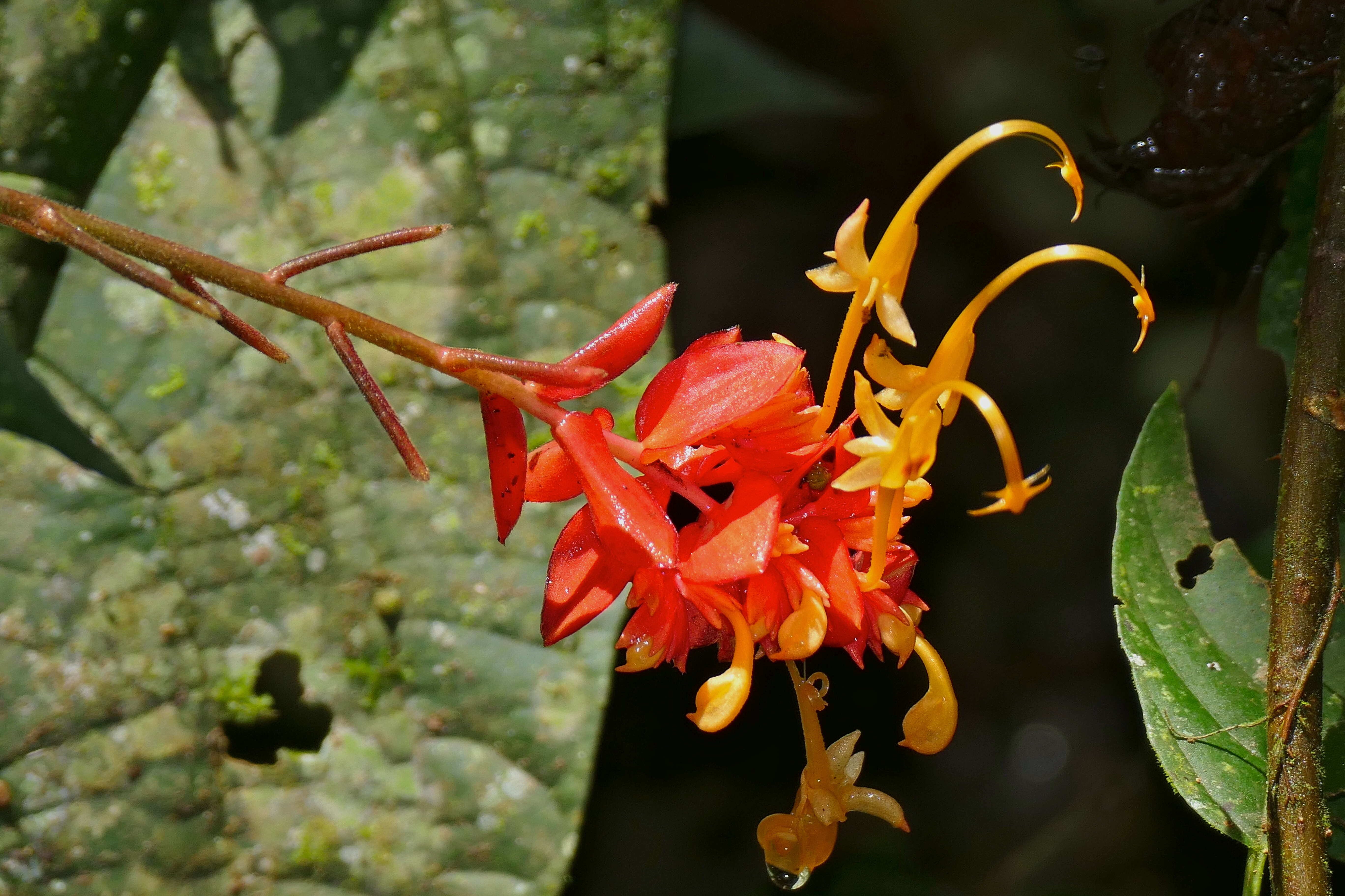 Image of Globba atrosanguinea Teijsm. & Binn.