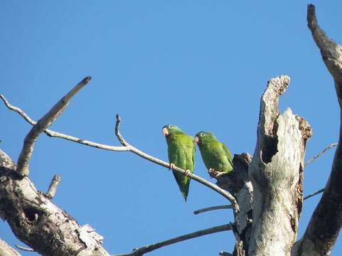 Image of Orange-chinned Parakeet