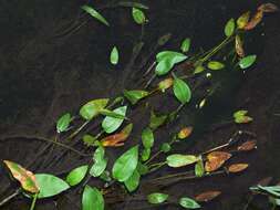 Image of water plantain