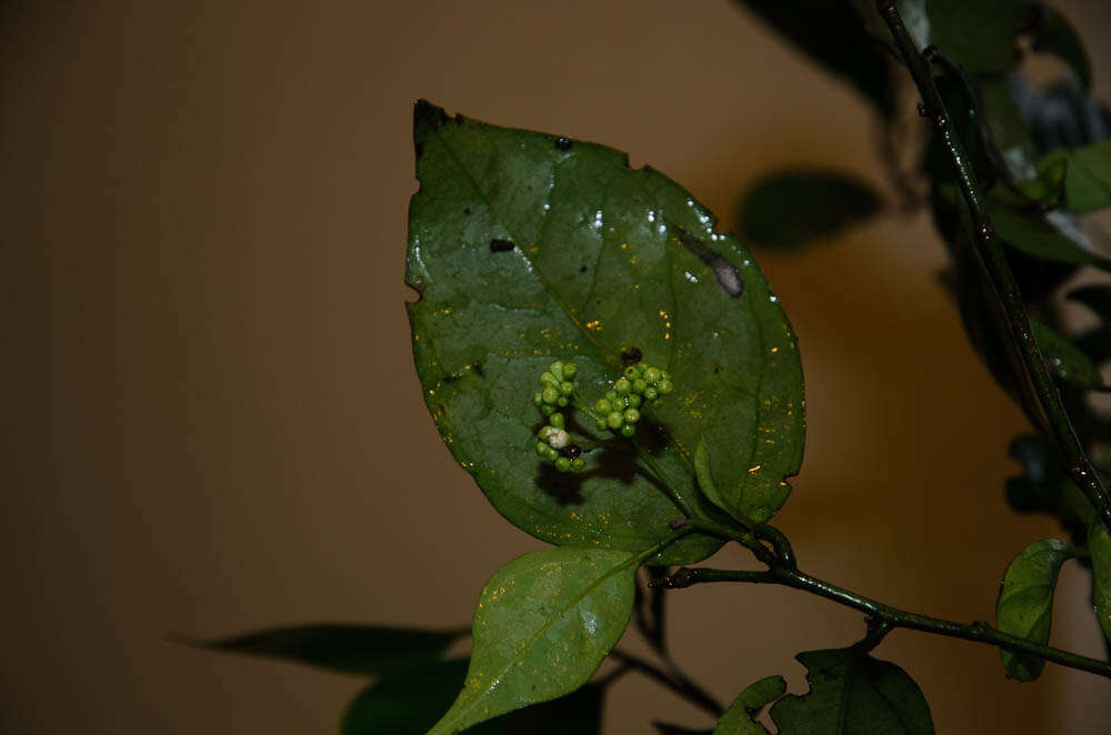 Image of Gomphandra coriacea Wight