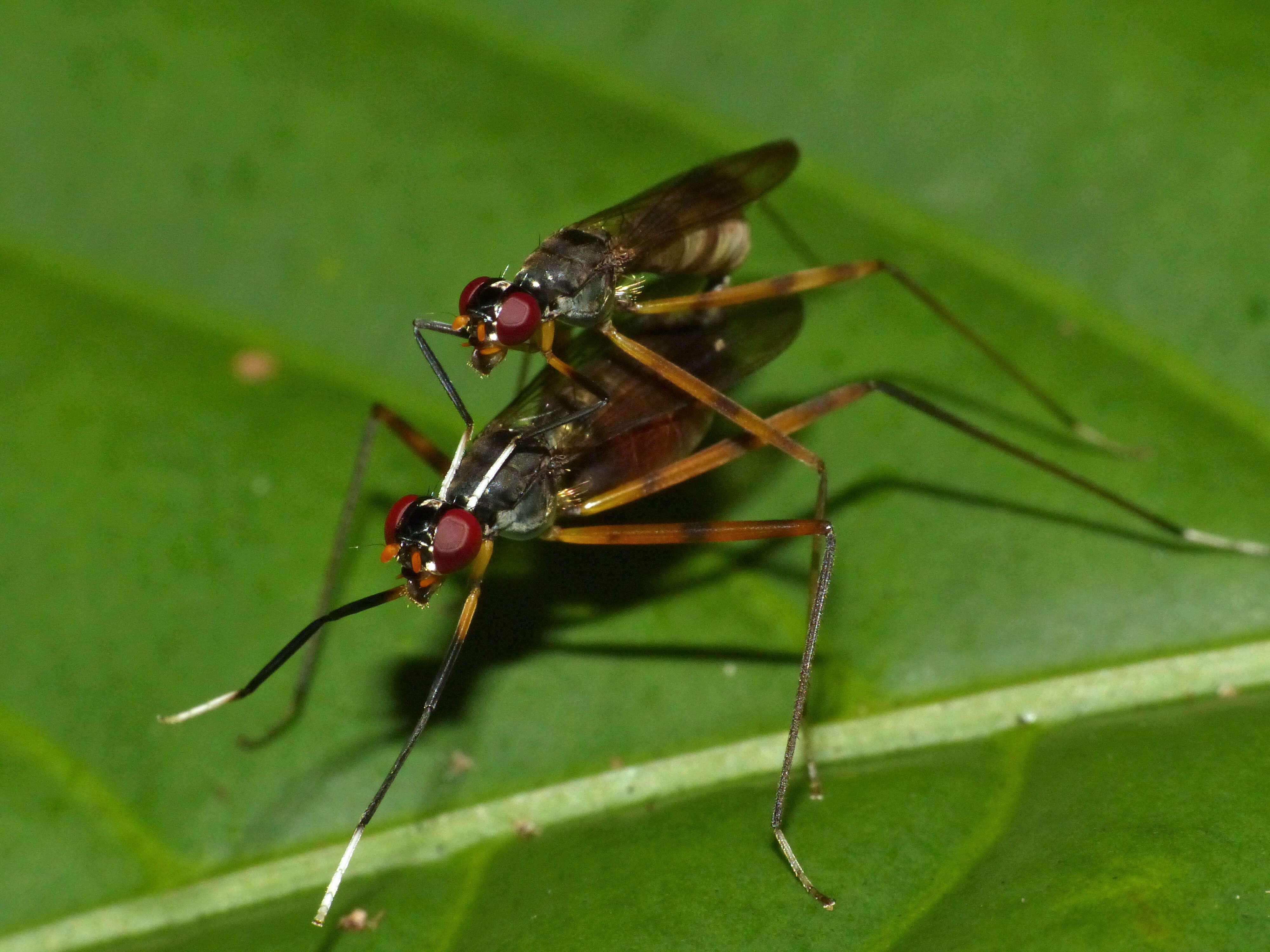 Micropezidae resmi