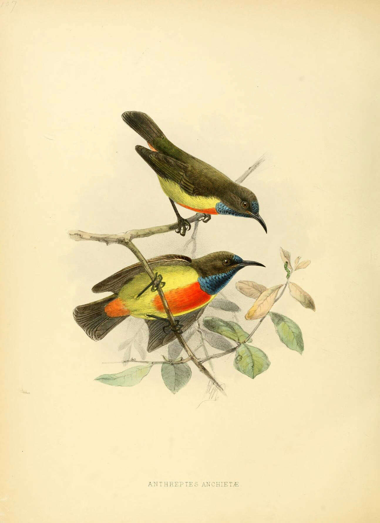 Image of Anchieta's Sunbird