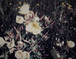 Image of evening primrose