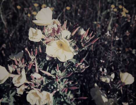 Imagem de Oenothera glazioviana M. Micheli